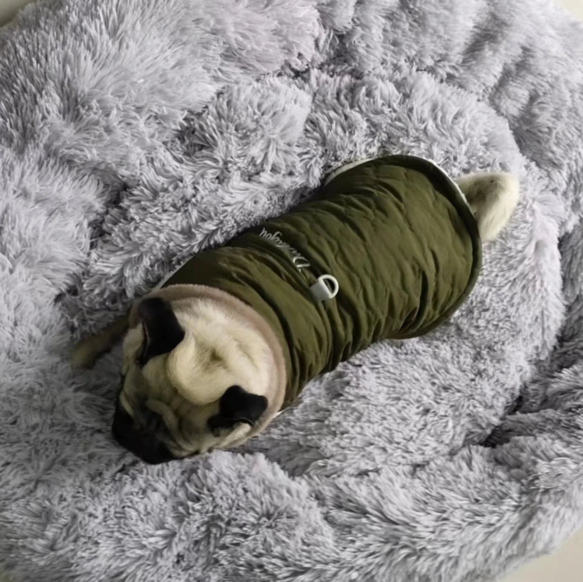 Veste imperméable pour chien avec col en fourrure